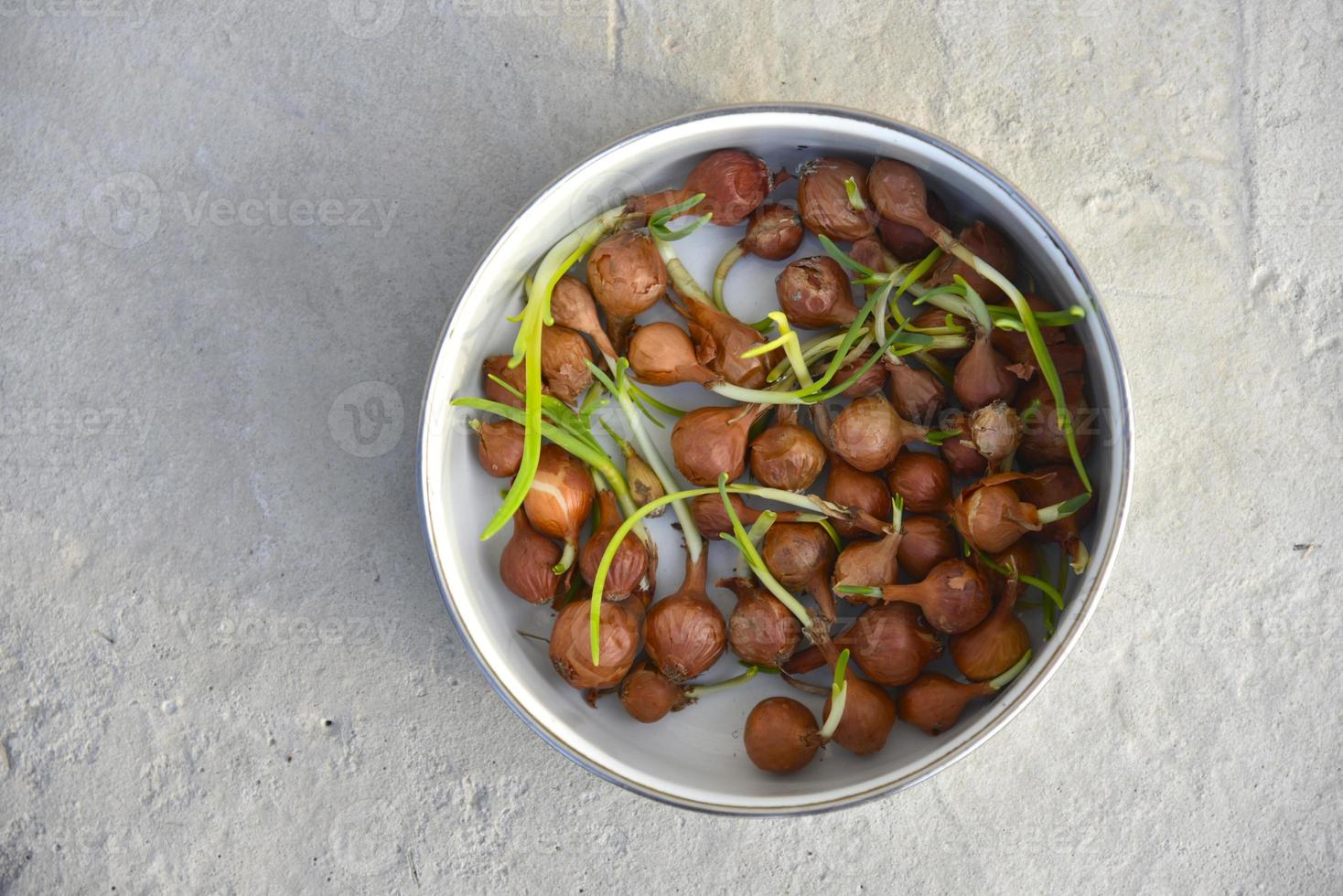Onion for seeds in spring sowing in a bucket photo