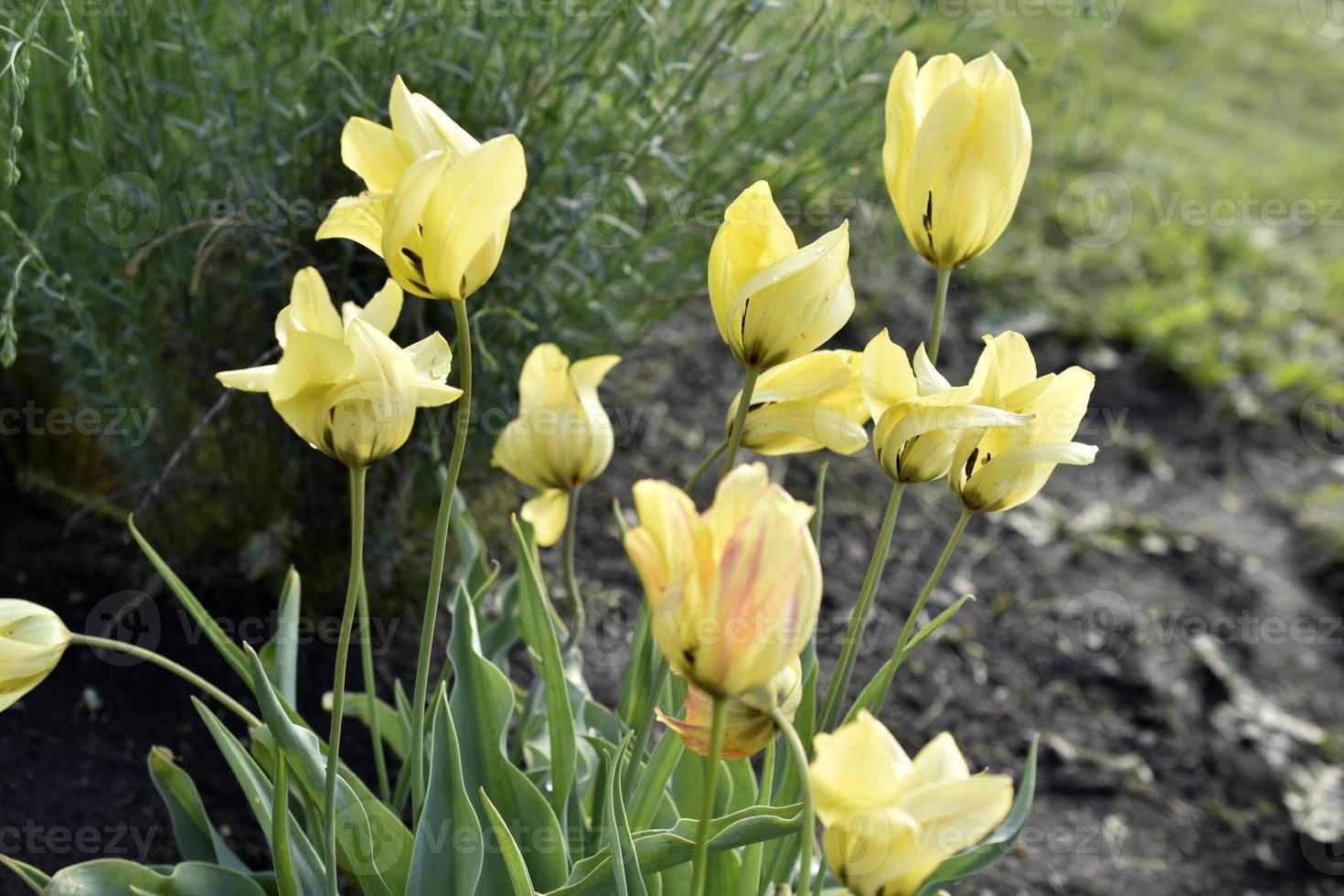 tulipán amarillo y rojo en el jardín en la tarde de primavera foto