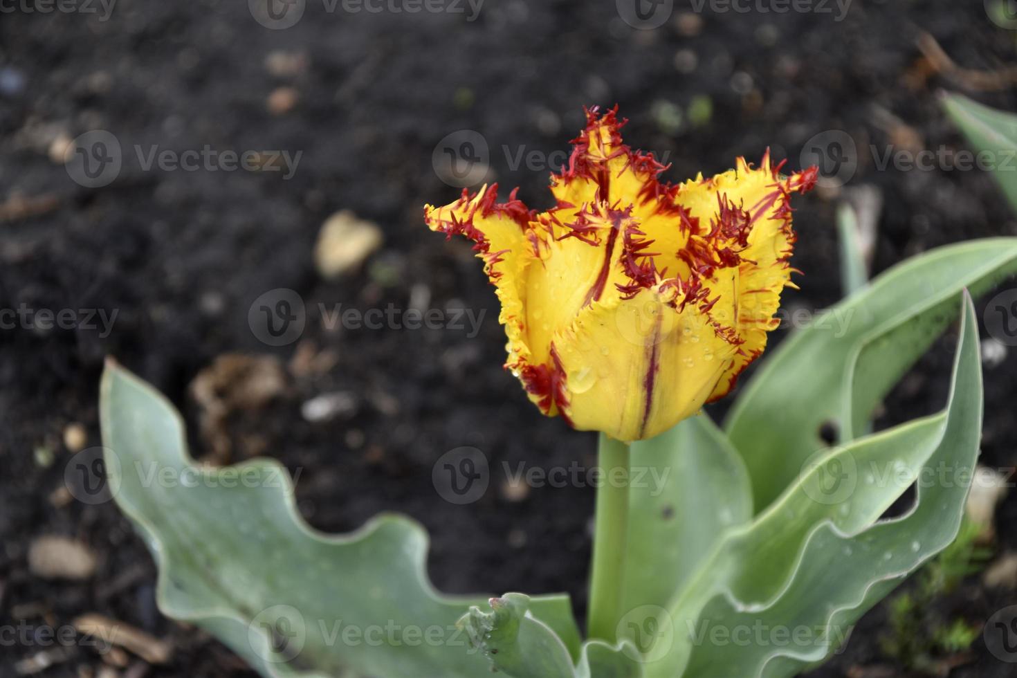Yellow and red tulip in the garden in spring afternoon photo