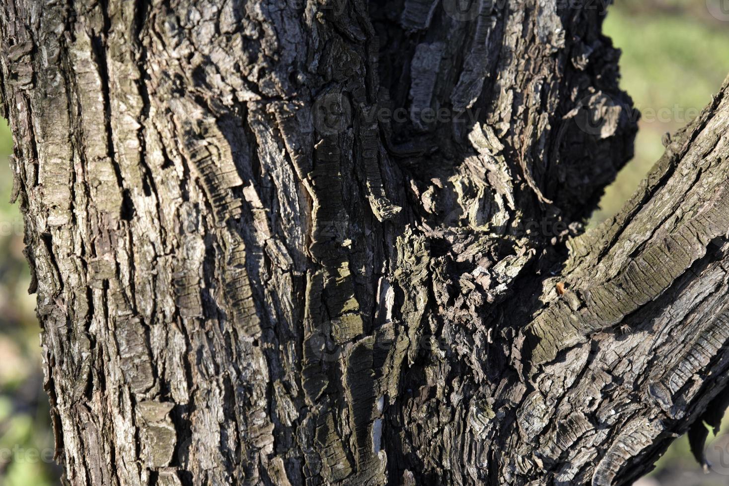 Apple tree trunk and bark in the garden in spring photo