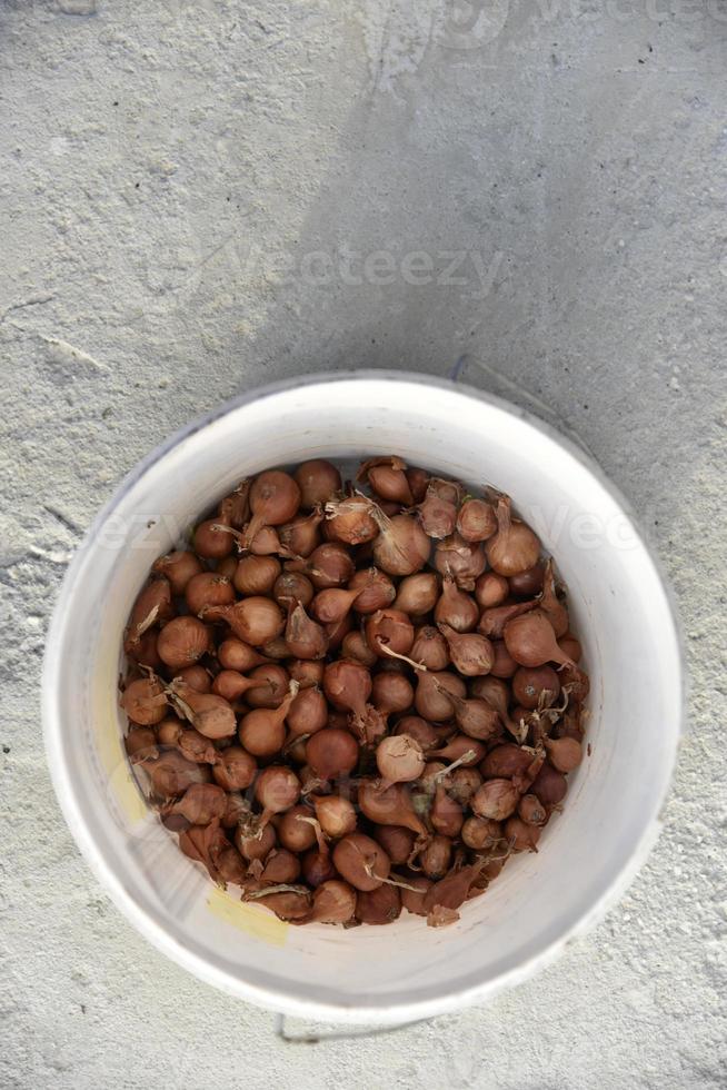 Onion for seeds in spring sowing in a bucket photo