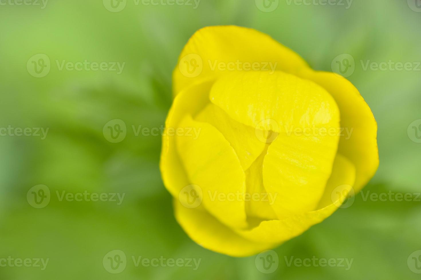 Beautiful juicy yellow flower on a bright green background photo