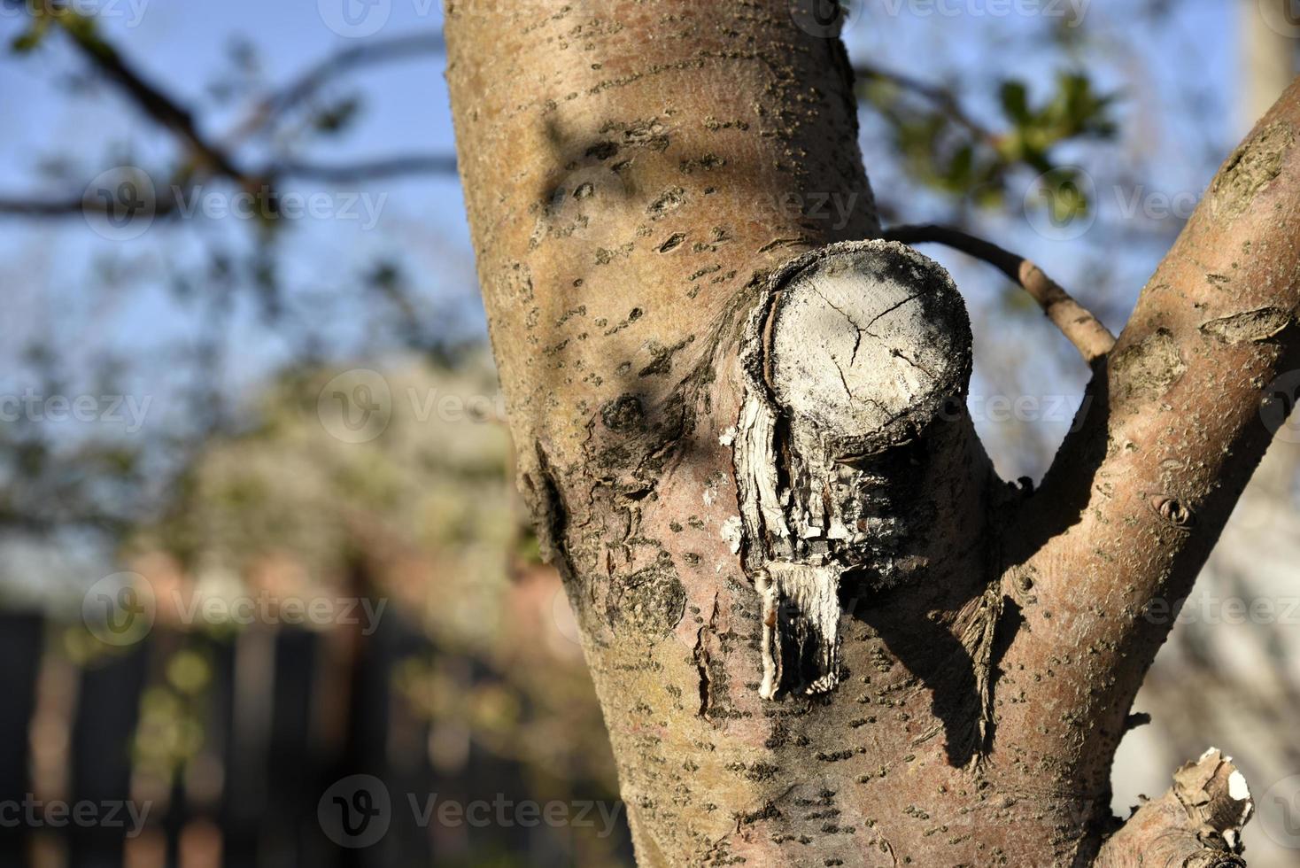 Apple tree trunk and bark in the garden in spring photo