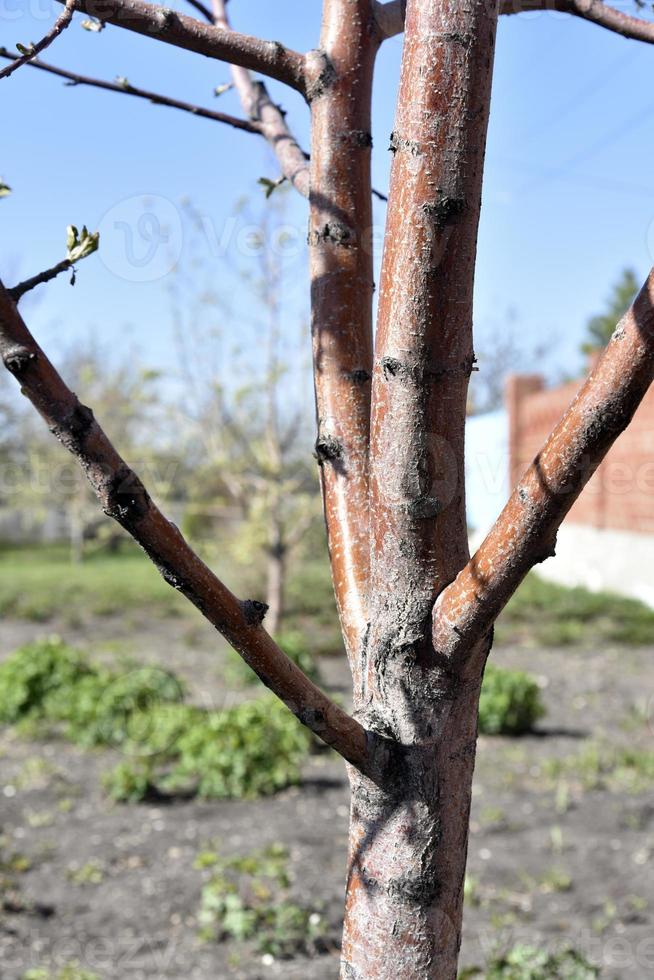 Apple tree trunk and bark in the garden in spring photo