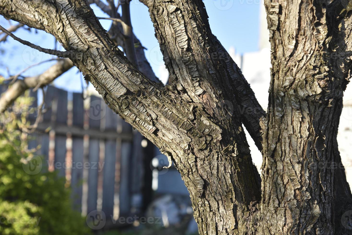 Apple tree trunk and bark in the garden in spring photo