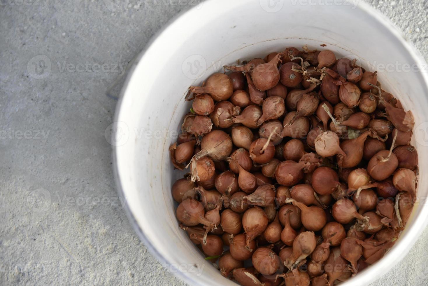 Onion for seeds in spring sowing in a bucket photo