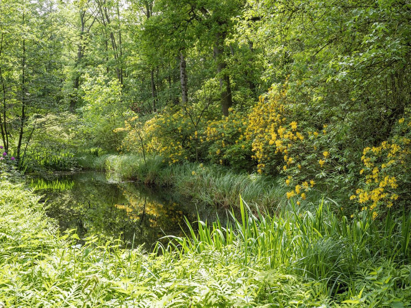 estanque en un bosque rodeado de vegetación verde y flores amarillas foto