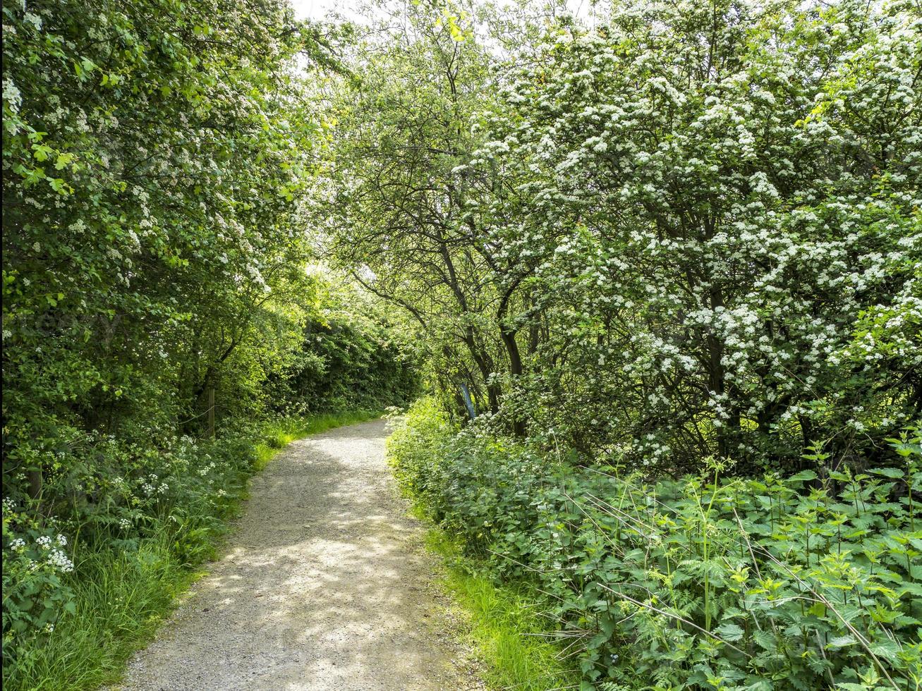 Path through hedgerows with flowering hawthorn bushes photo