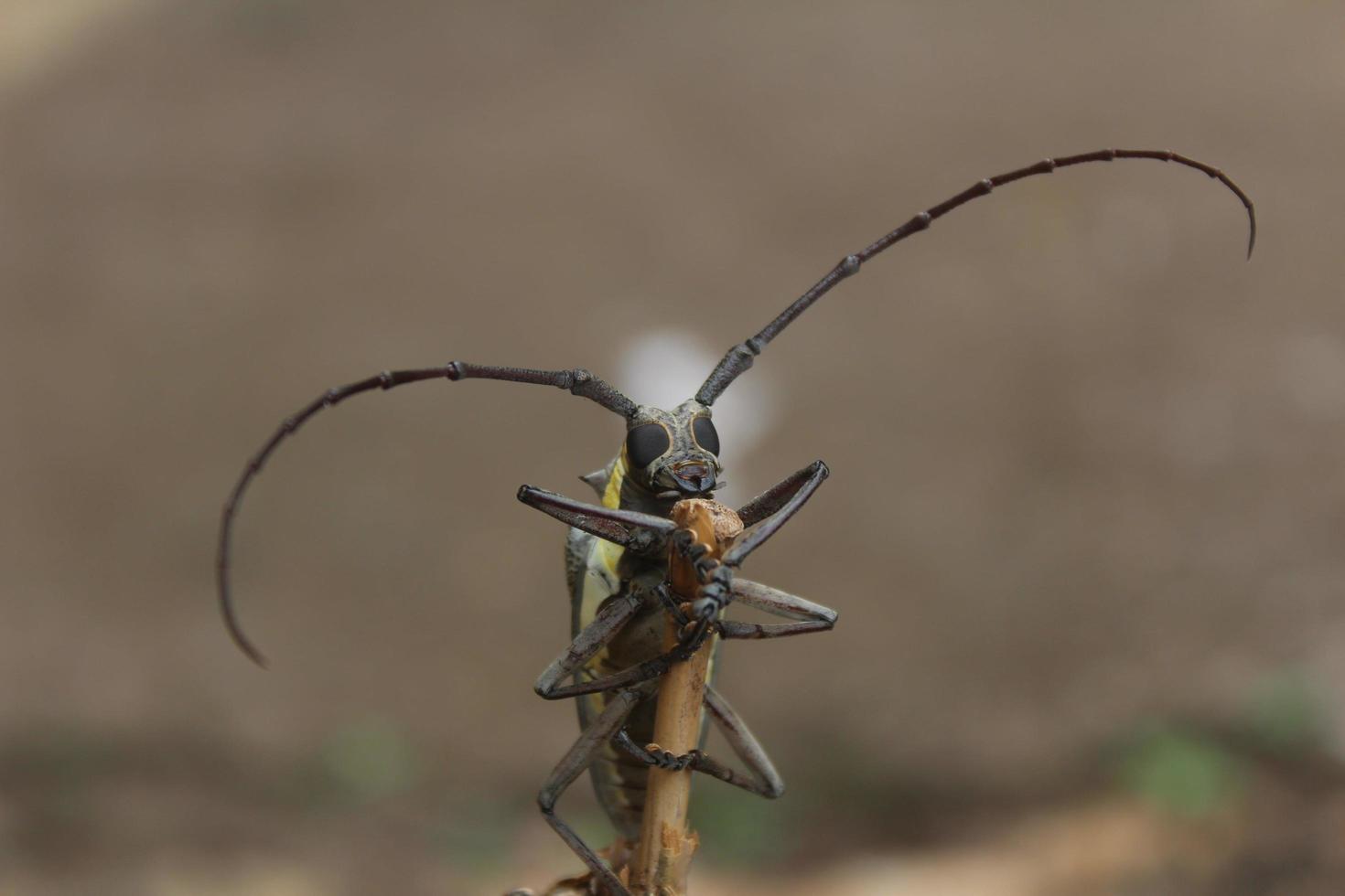 mango longhorn beetle.batocera rubus on bokeh natur background photo