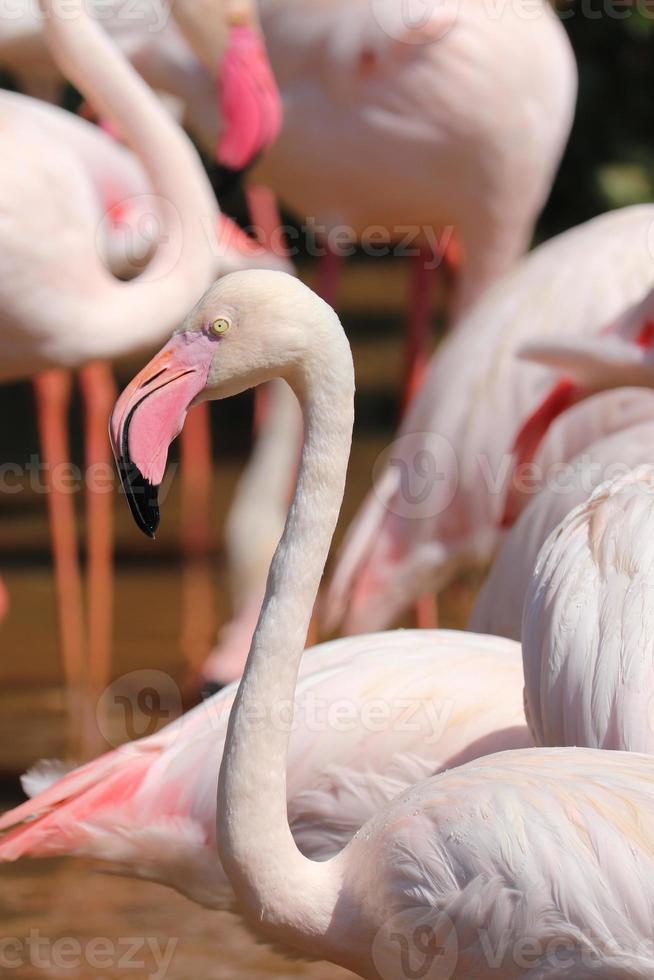 flamenco rosado en pantano animal safari vida silvestre foto