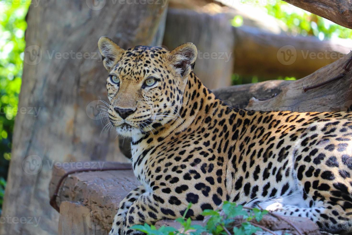 Leopard Laying animal safari Wildlife photo