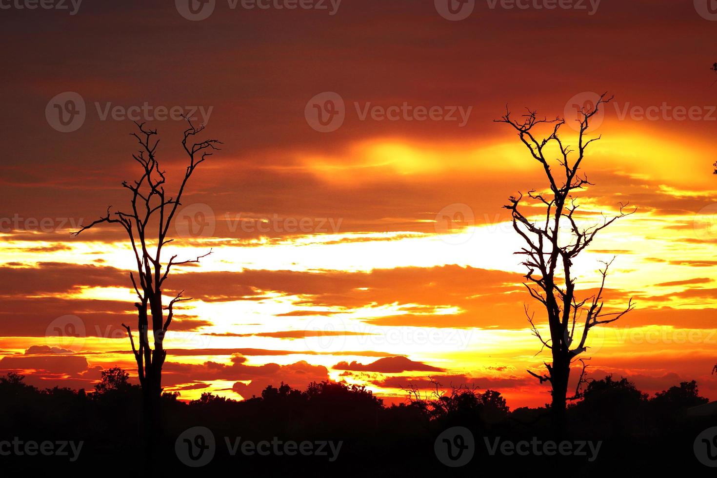 árbol muerto silueta puesta de sol foto