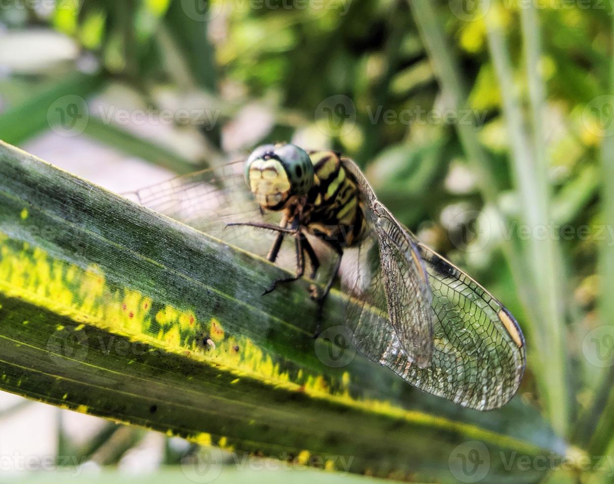 Macro photo of a dragonfly on a leaf