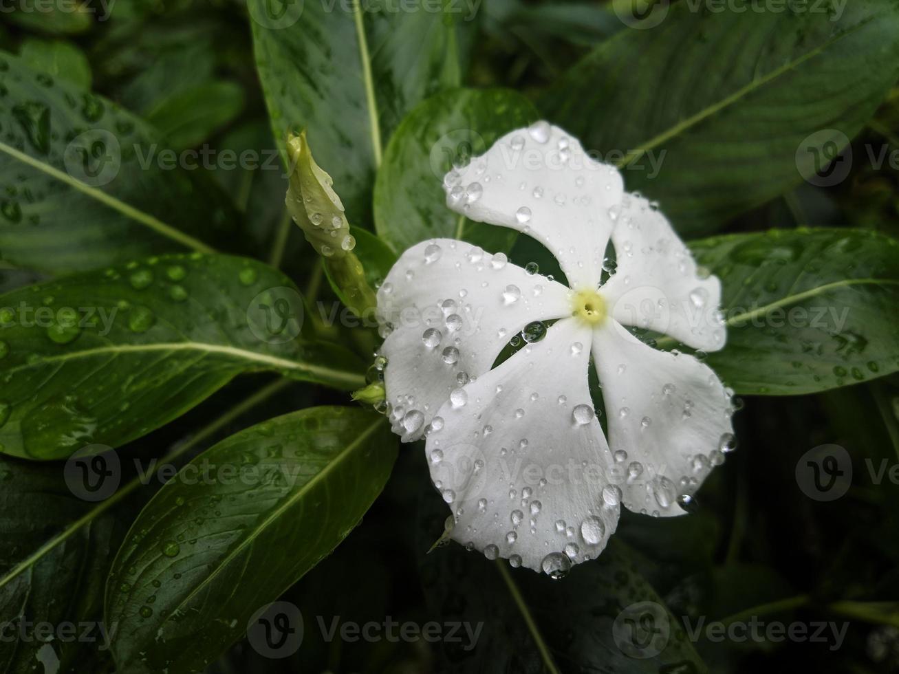 Macro photo of white dewy flower Catharanthus roseus blooming in the garden