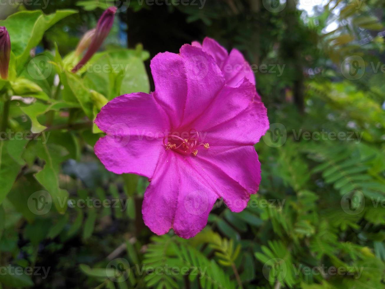 Macro photo of pink mirabilis jalapa flower that has bloomed in the garden