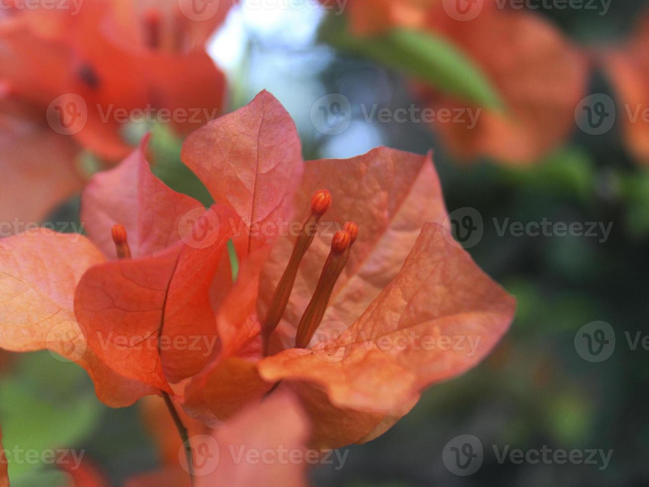 The orange bougainvillea plant is blooming profusely in the garden photo