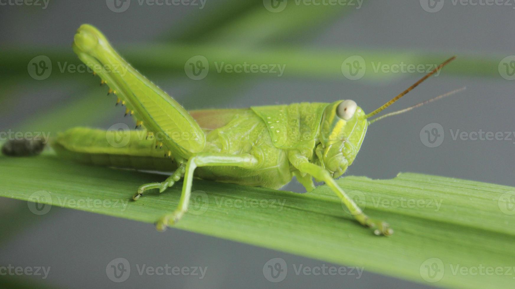 Close up of a green grasshopper on a leaf photo