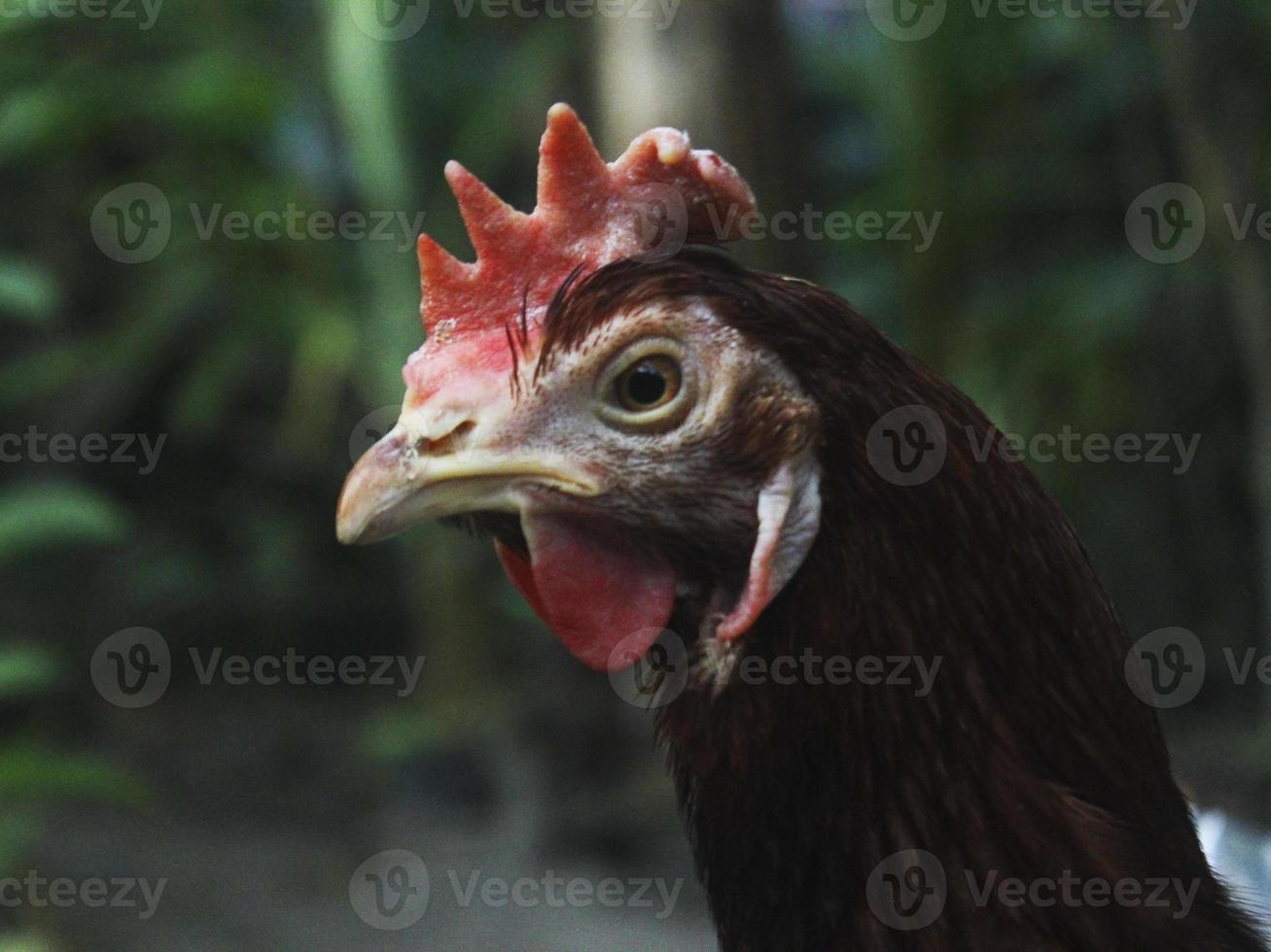 Close-up photo of a brown feathered hen's head