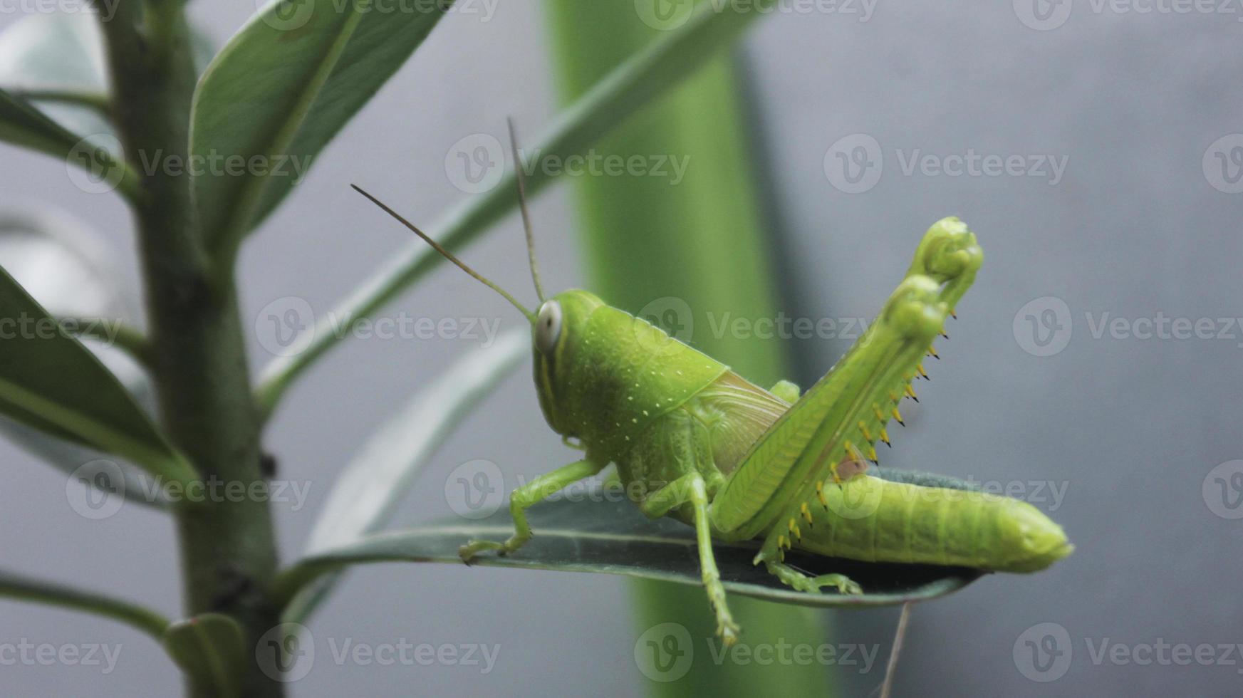 Close up of a green grasshopper on a leaf photo