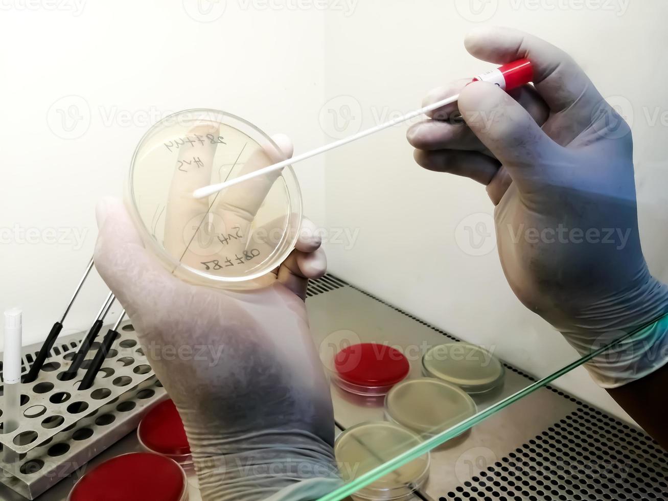 Technician working with bacteria strains in Microbiology laboratory. photo