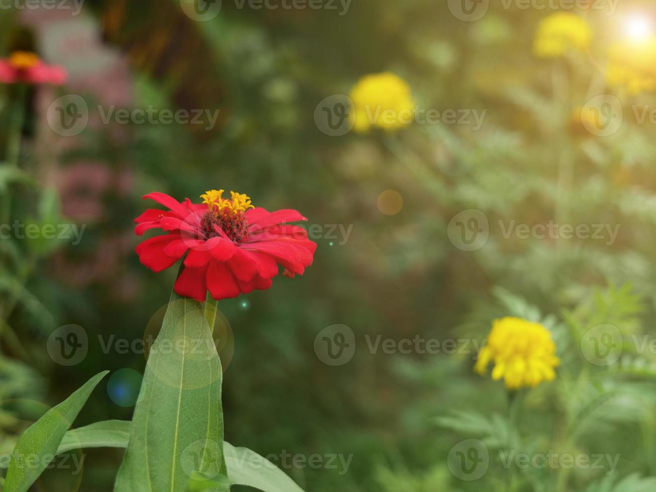 Orange-red zinnia flowers with yellow stamens. In the morning, bathed in the soft sunlight, there is a beautiful fair effect in the garden in the morning, cut with green grass, making it refreshing. photo
