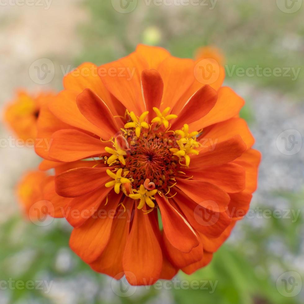 Orange-red zinnia flowers with yellow stamens. In the morning, bathed in the soft sunlight, there is a beautiful fair effect in the garden in the morning, cut with green grass, making it refreshing. photo