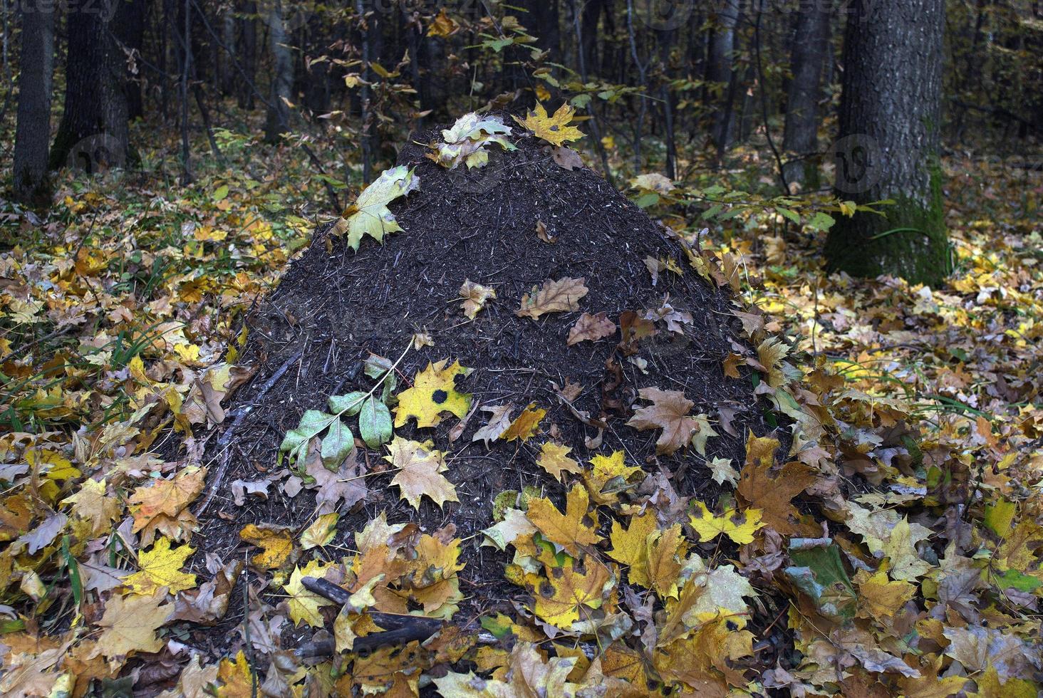 anthill covered with autumn leaves photo