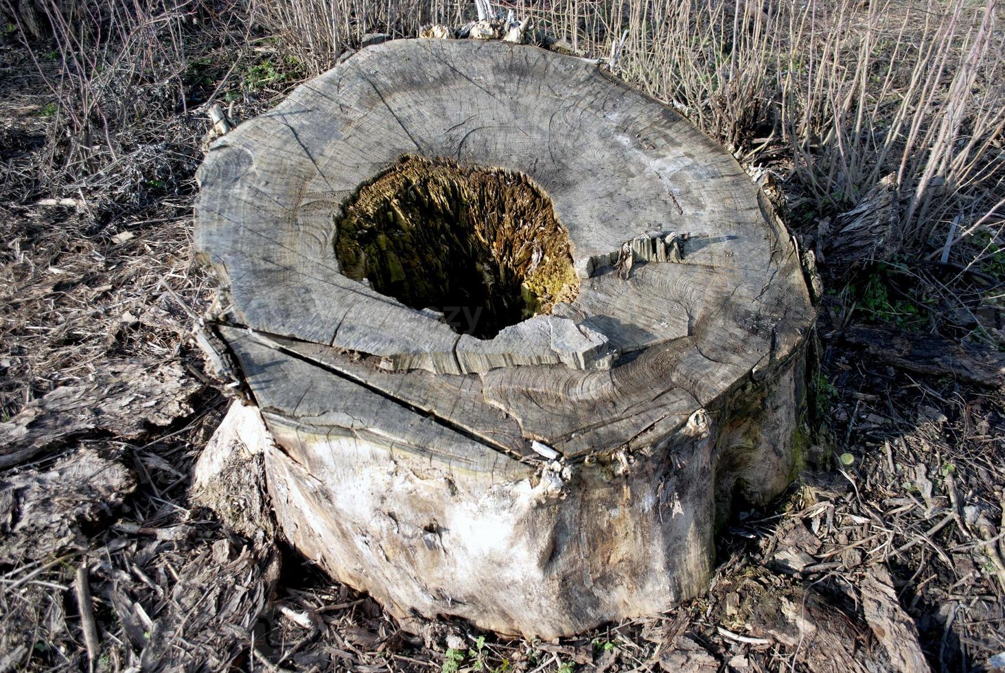 old poplar stump photo