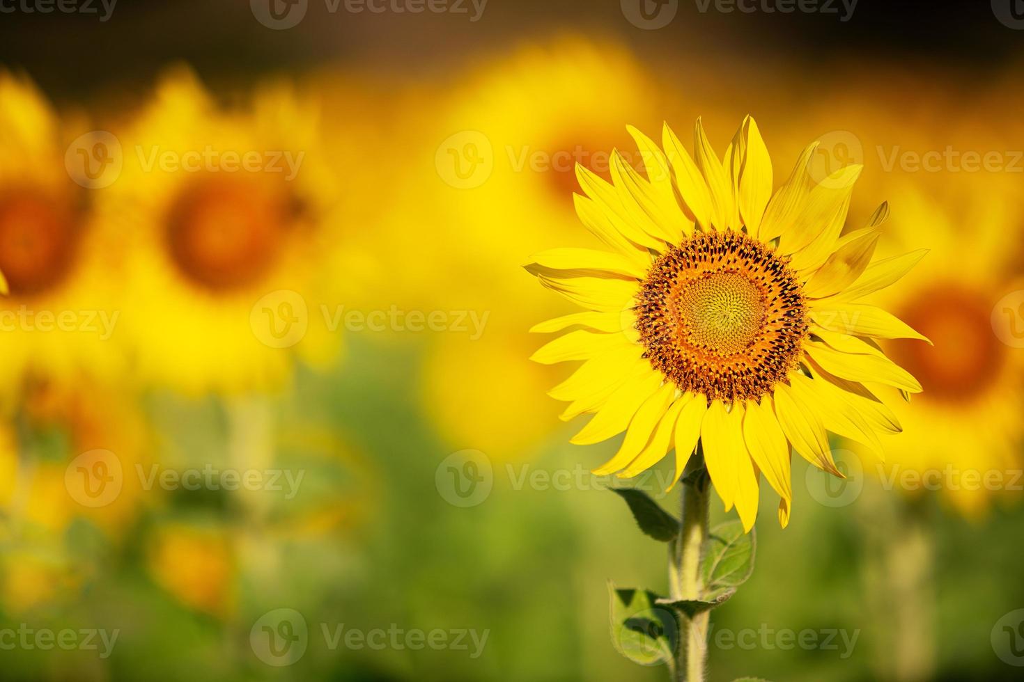blossom beautiful sunflower closeup in beautiful organic field of sunflower for harvest and crop in summer season photo