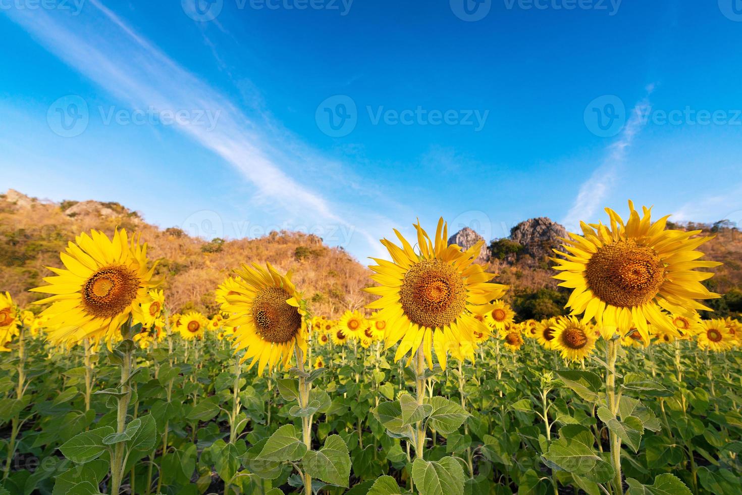 hermosa escena de girasol floreciente en campo orgánico de girasol antes de la cosecha en agricultura con cielo azul claro antes del atardecer foto