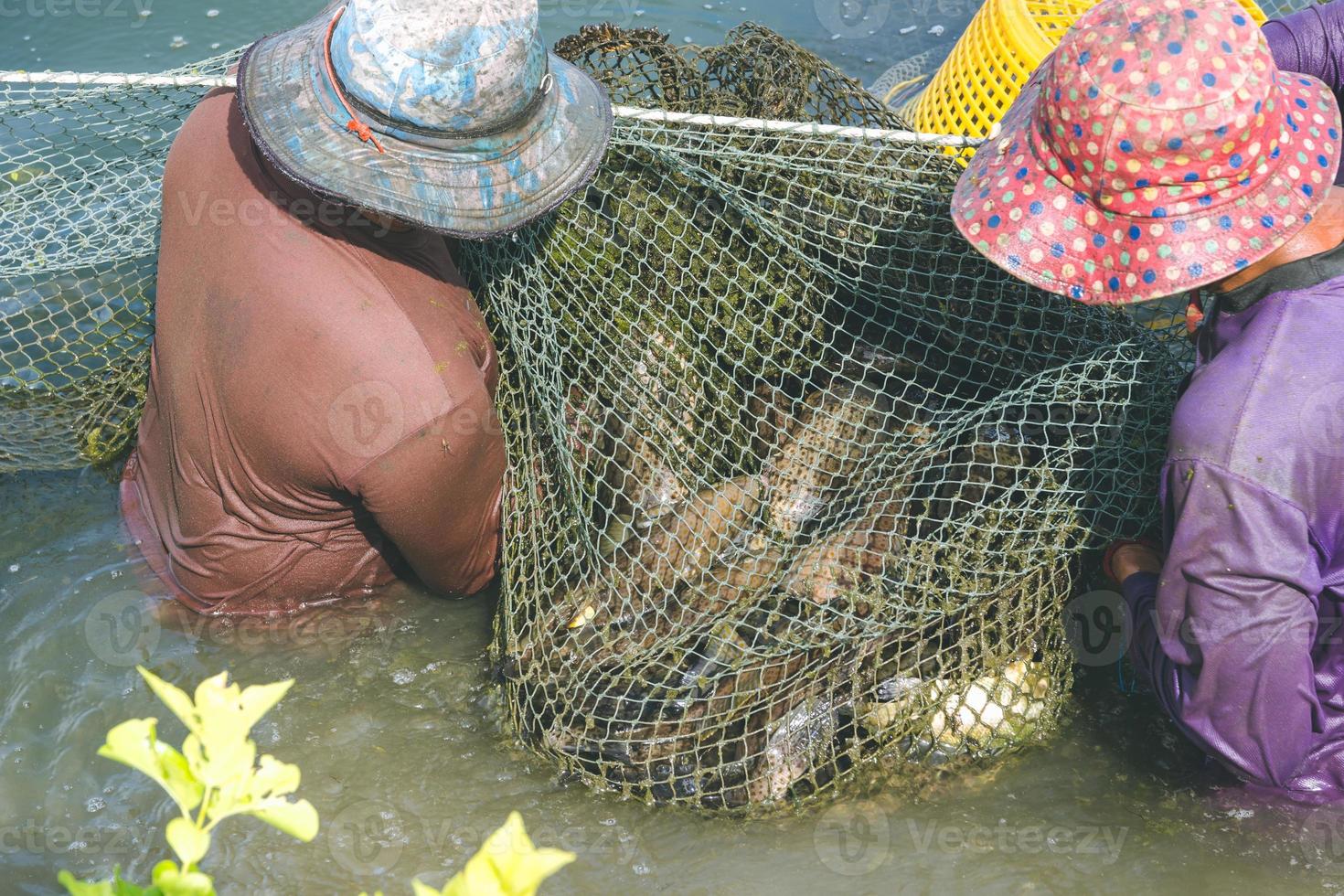 Two fishermen catching grouper in a cage. photo