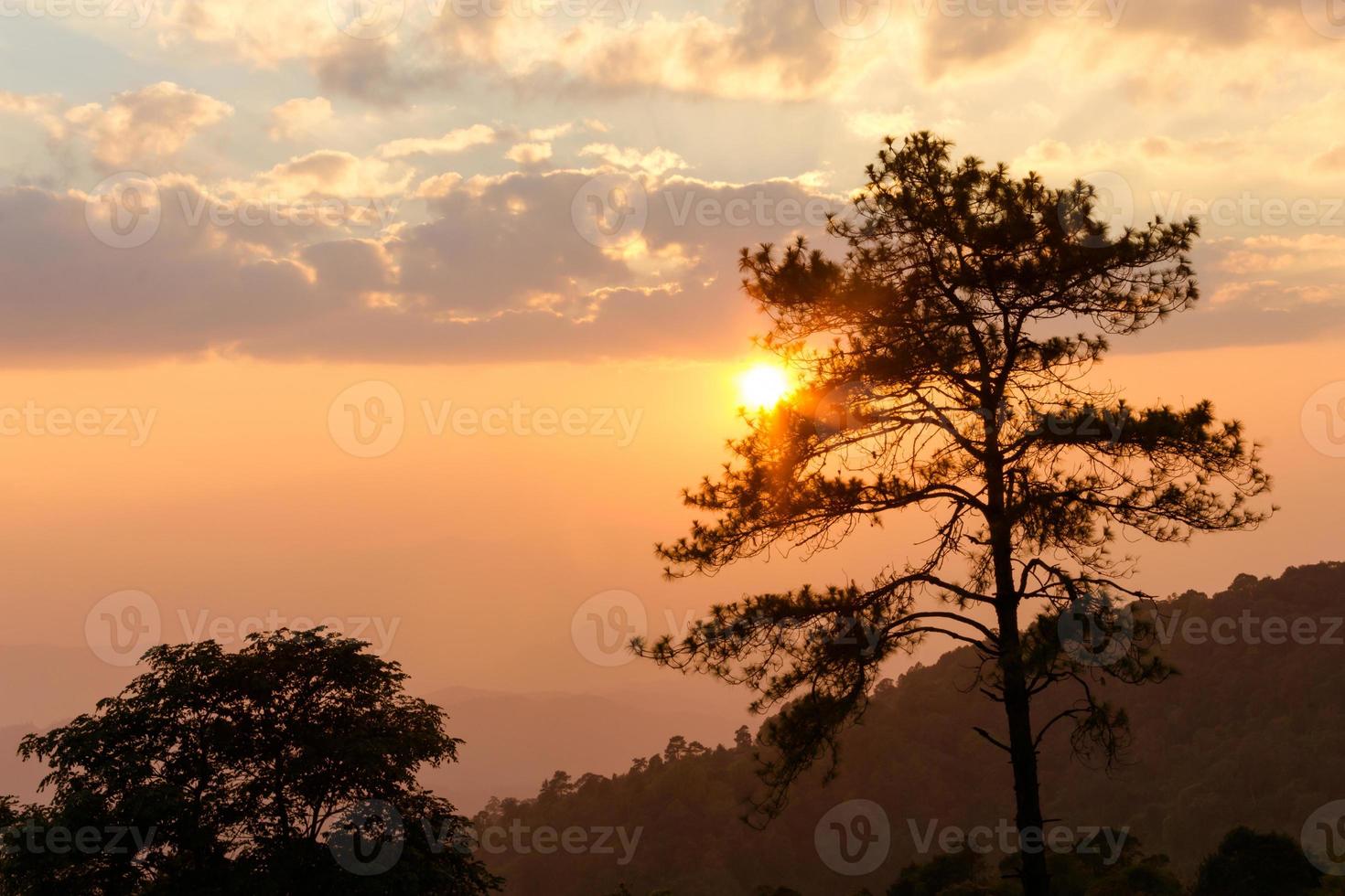 Beautiful sunset in forest. photo