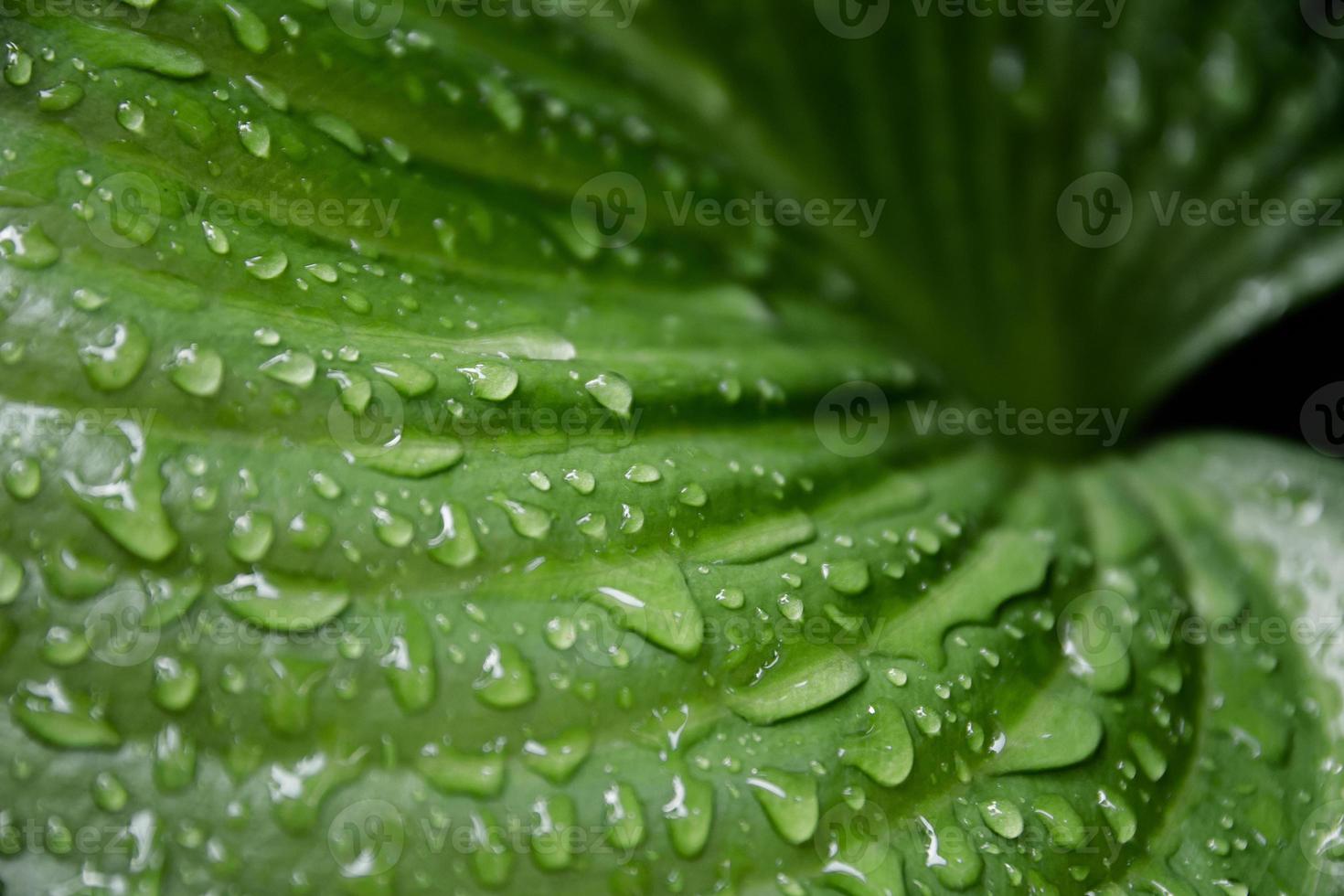 Water drops on green leafs. photo