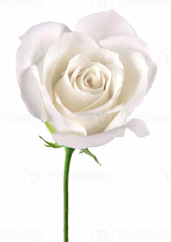 Beautiful white rose blossom, Isolated on white background photo