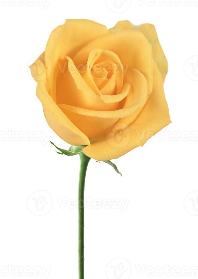 Beautiful yellow rose blossom, Isolated on white background photo