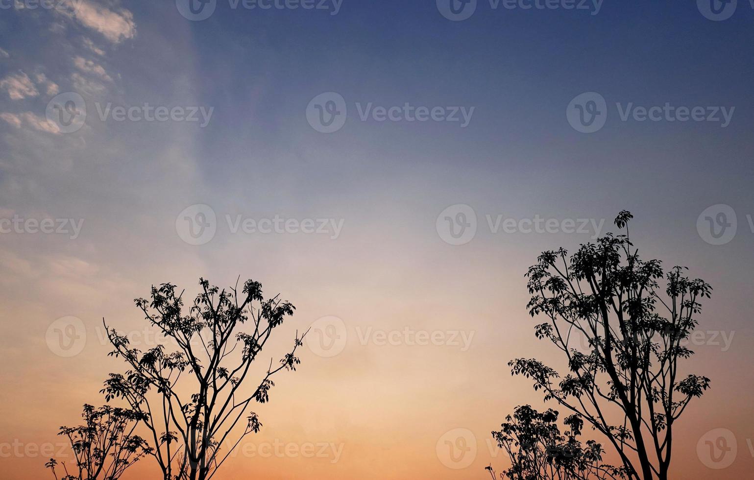 Silhouette shape of the trees with a beautiful sky. photo