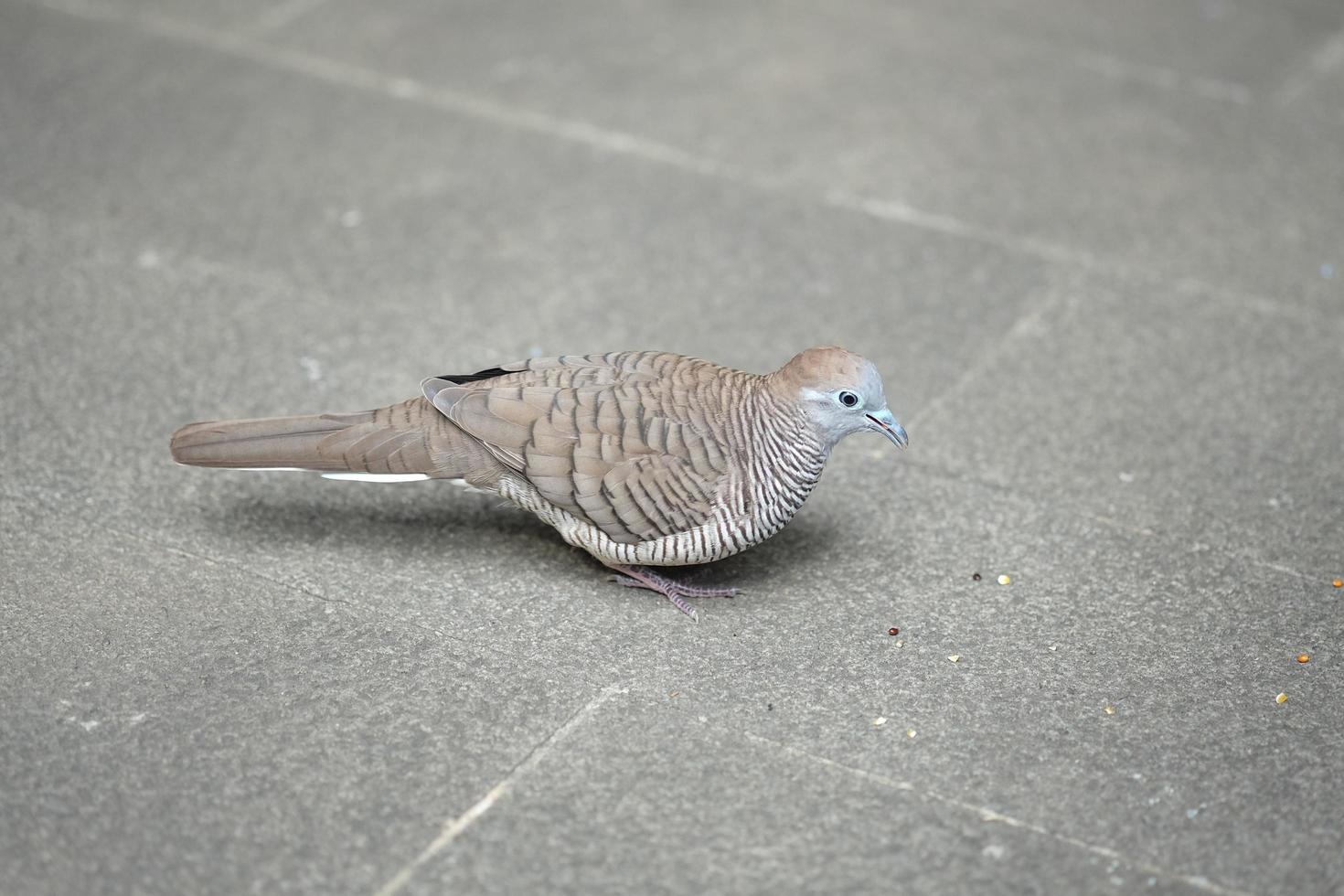 Dove standing on the ground. photo