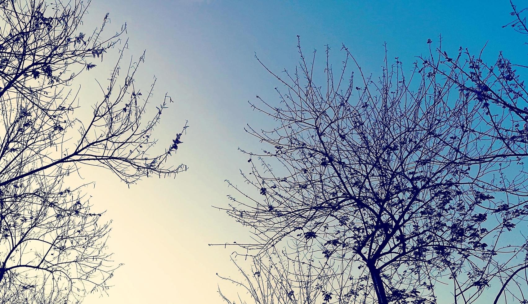 Branches of trees in blue sky. photo