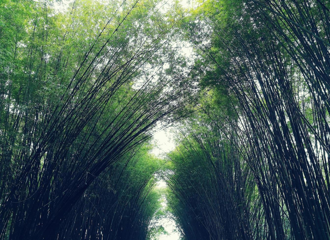 túnel de bambú. adecuado para imágenes de fondo. foto