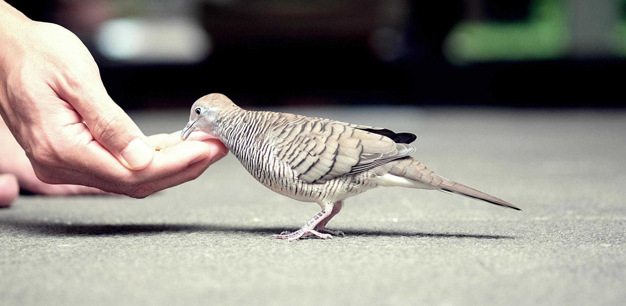 Hand feeding dove photo