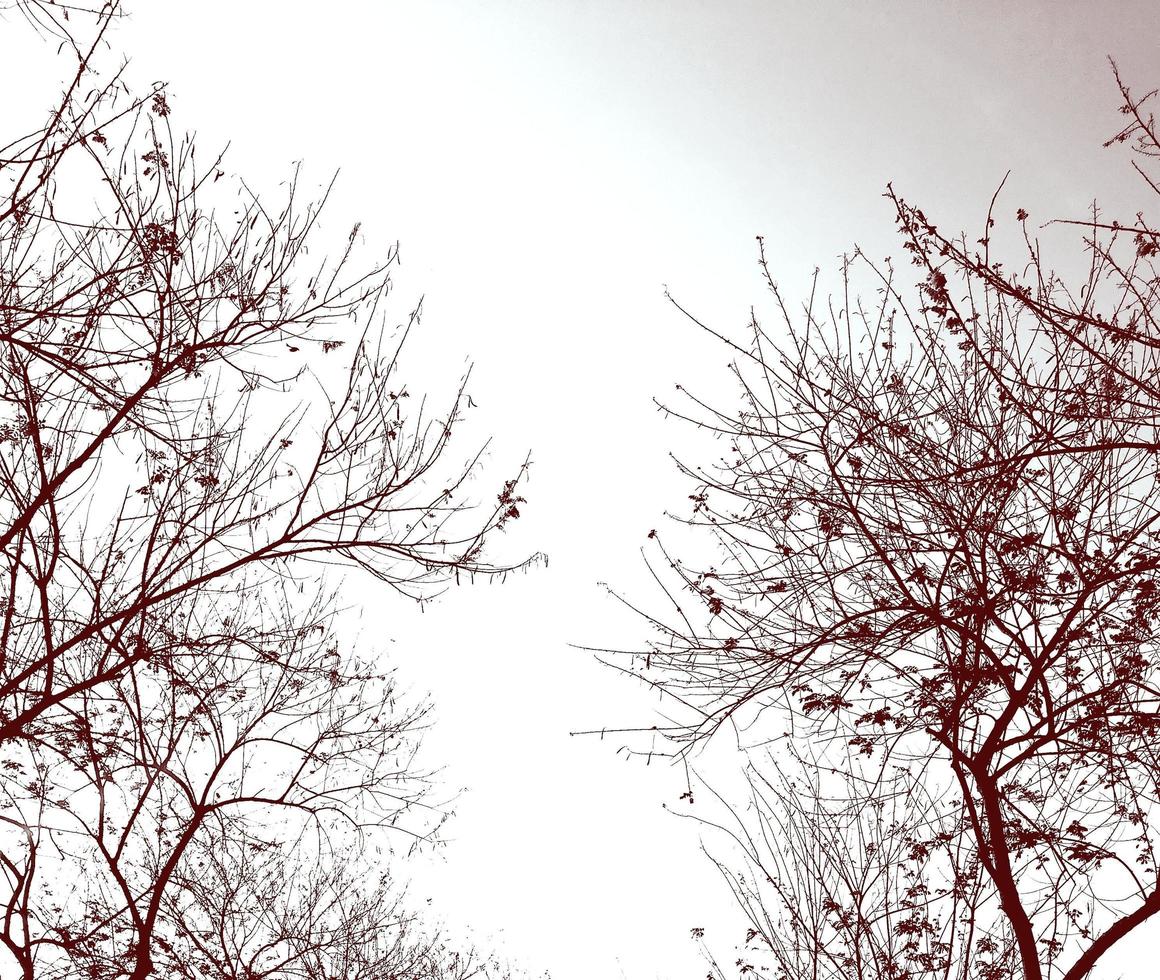 Branches of trees and vintage sky. photo