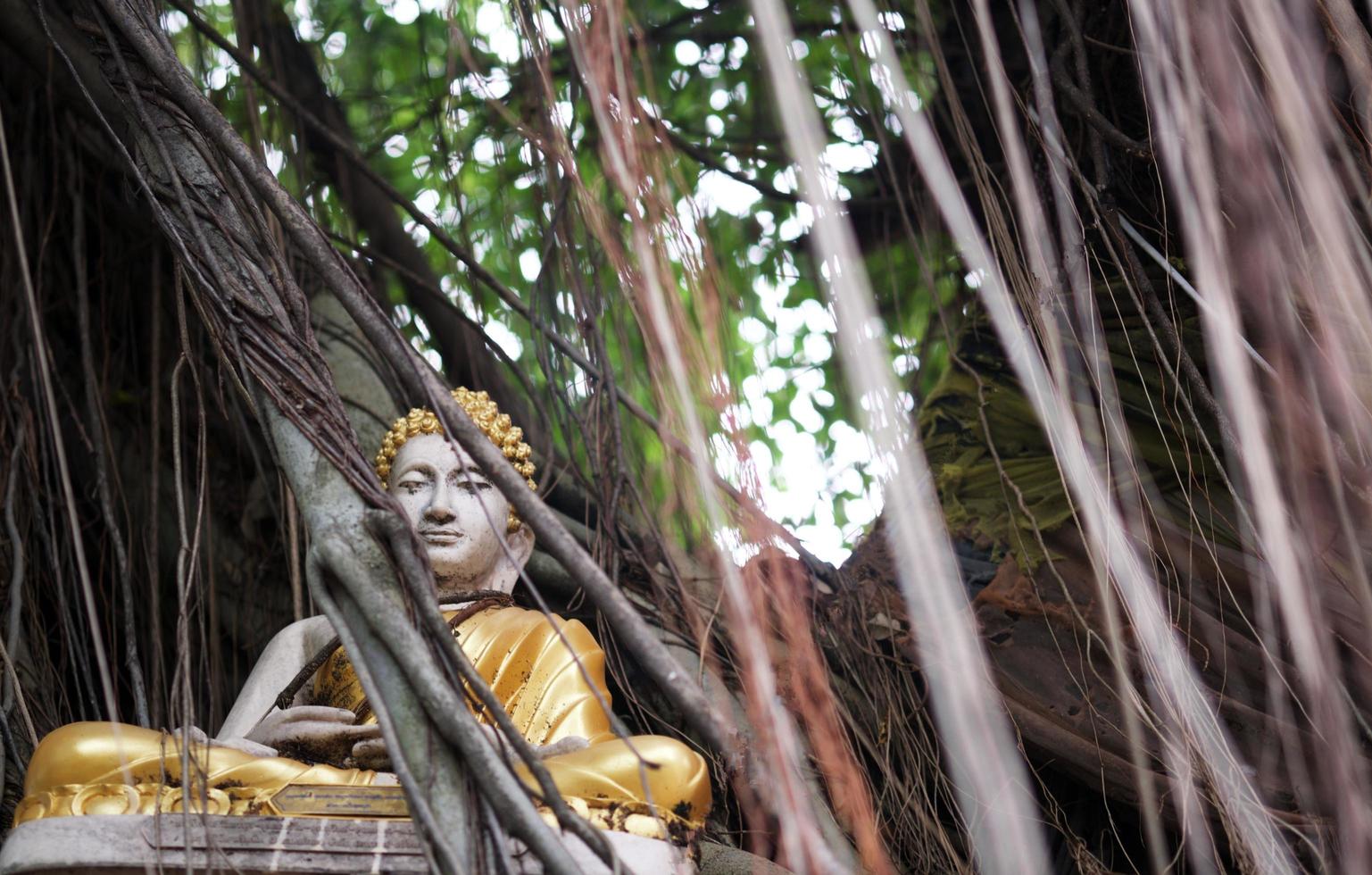 Buddha statue hidden in the tree. photo