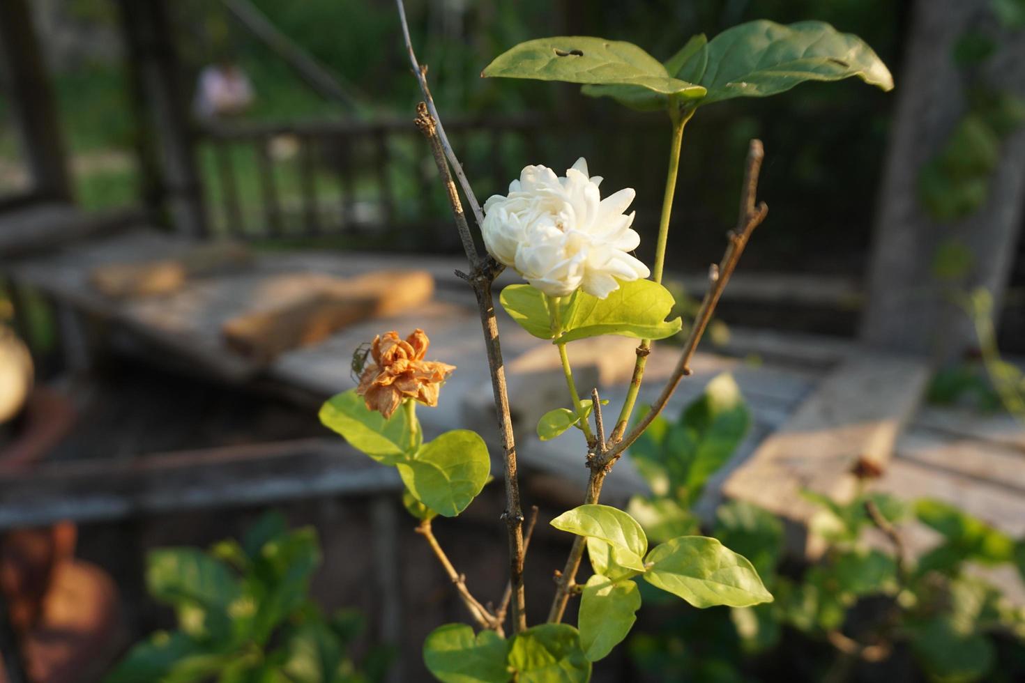 white jasmine with sun light photo