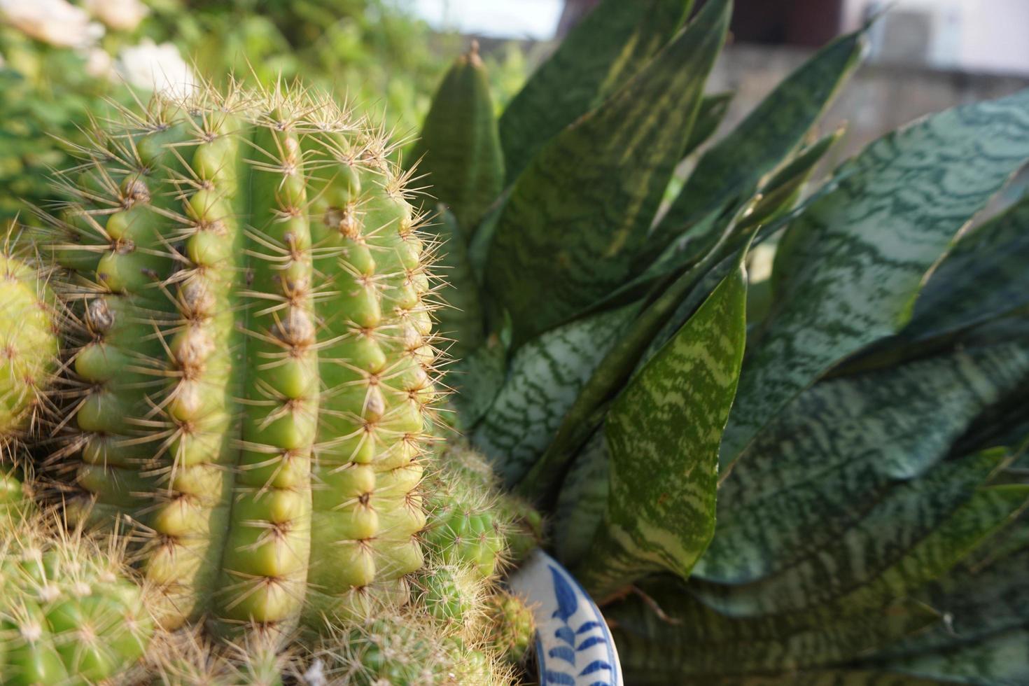 big cactus in the pot plant photo