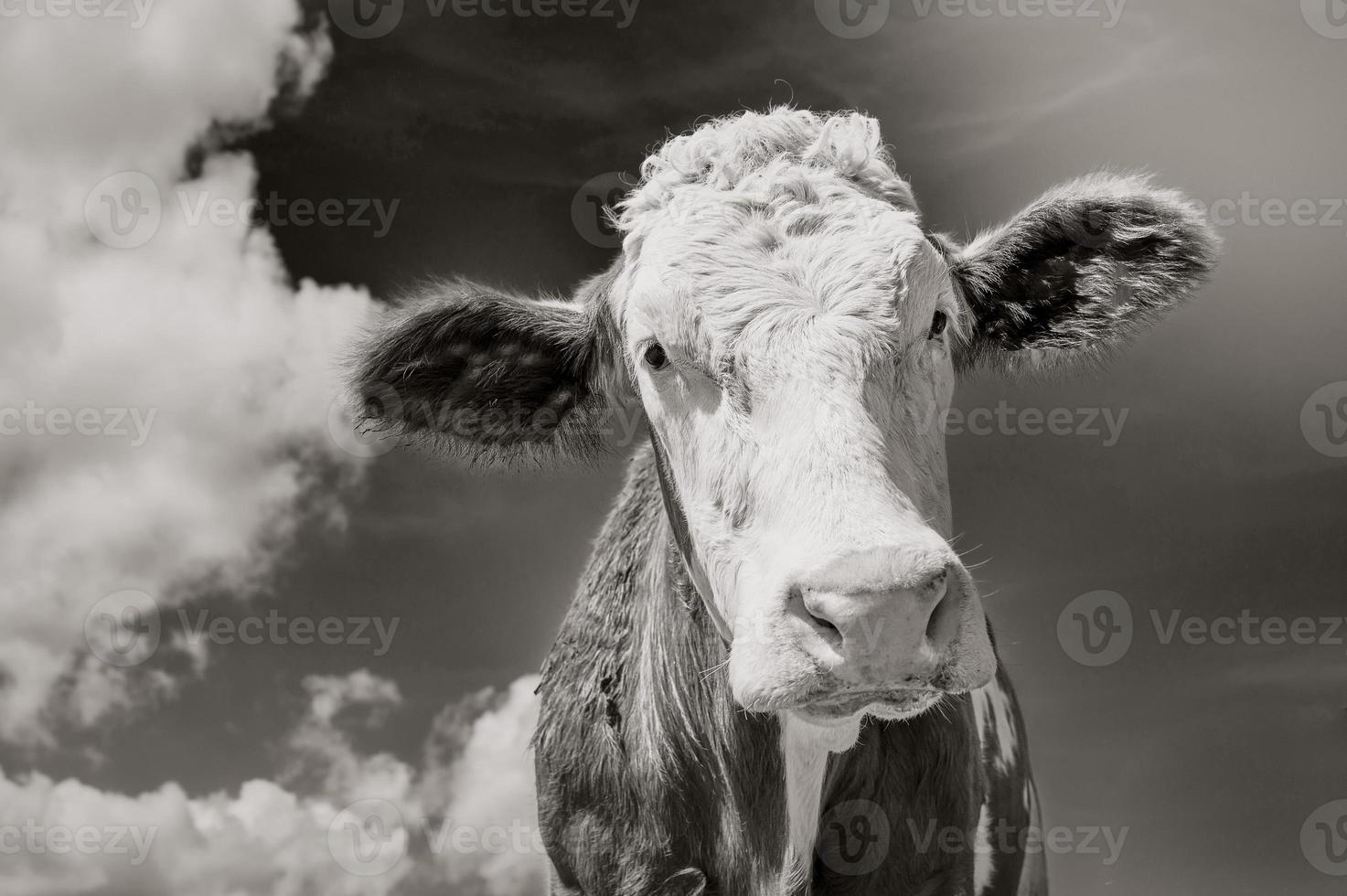 retrato de vaca, primer plano en blanco y negro foto