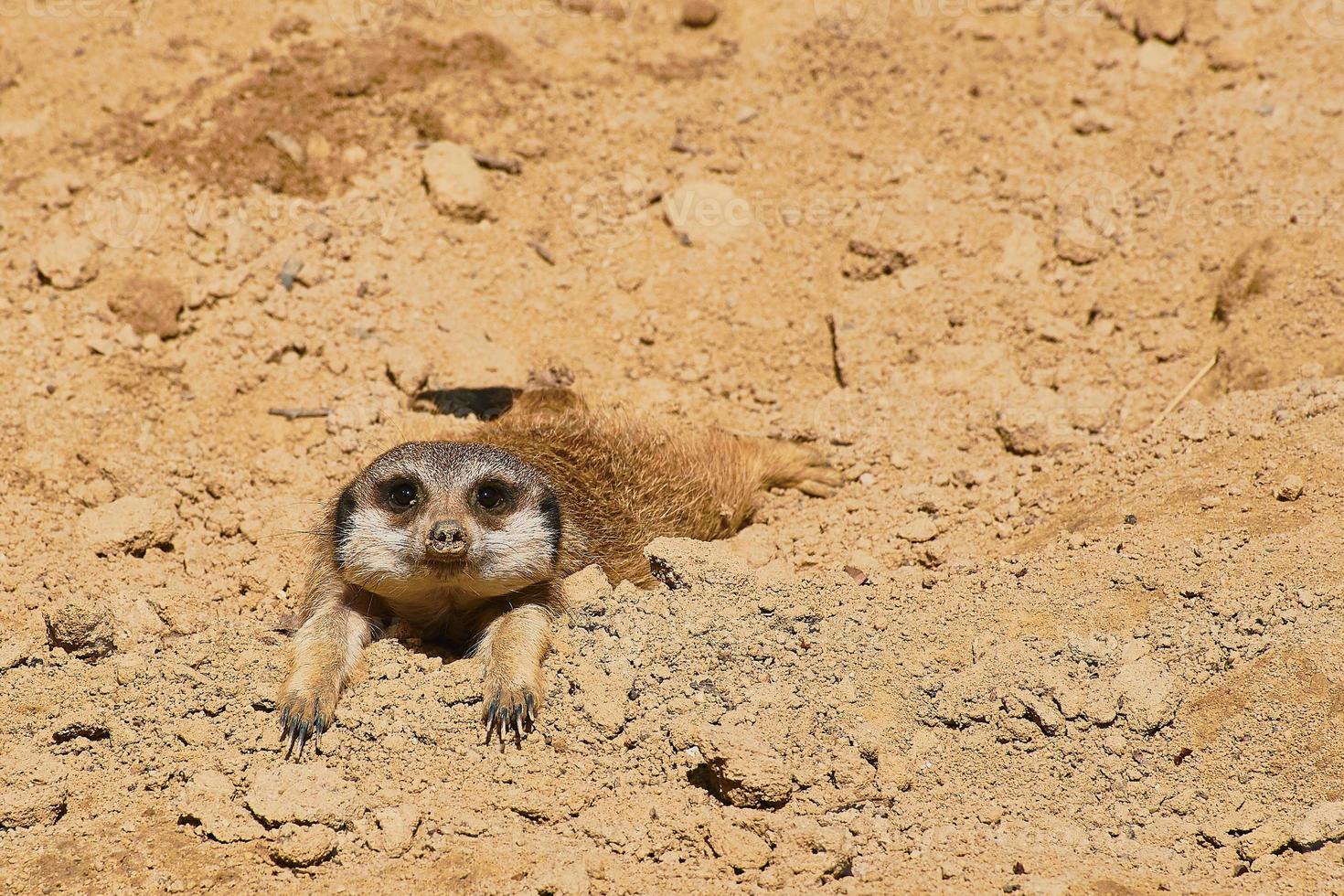 small meerkat is chilling on the earth and is looking into the camera photo