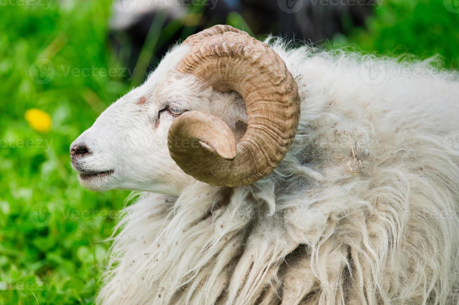 white ram on a sunny day on a meadow photo