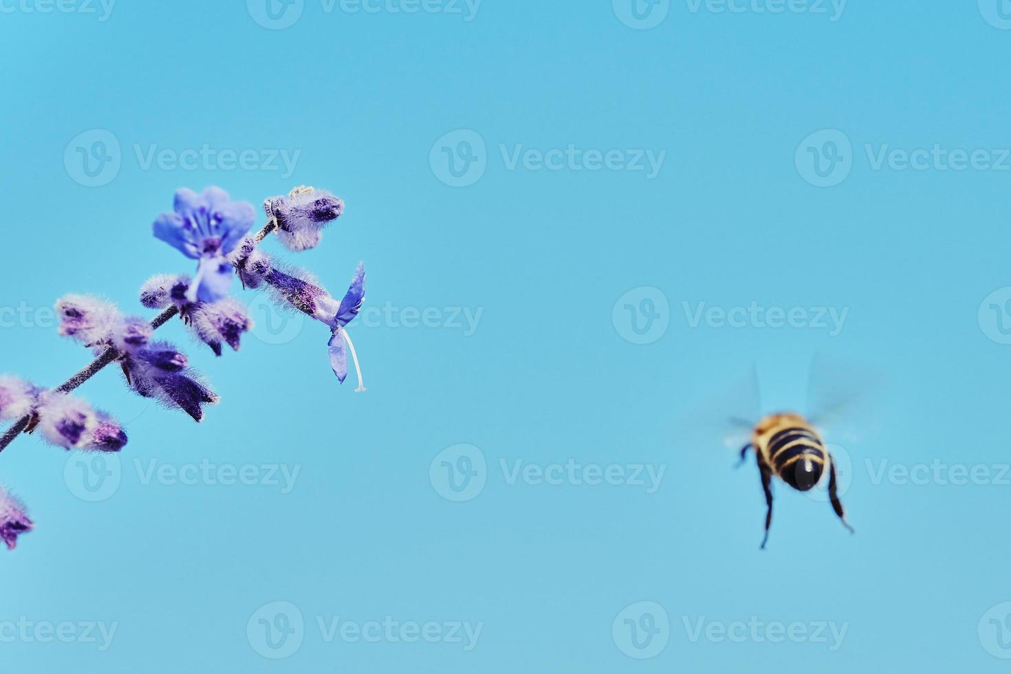 flying bee and a lavender flower photo