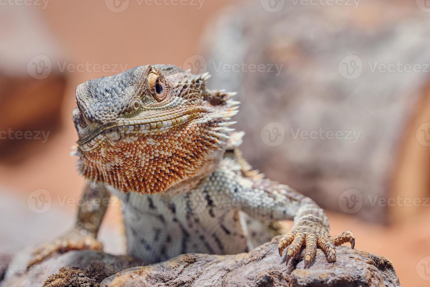 male bearded dragon is looking at camera photo