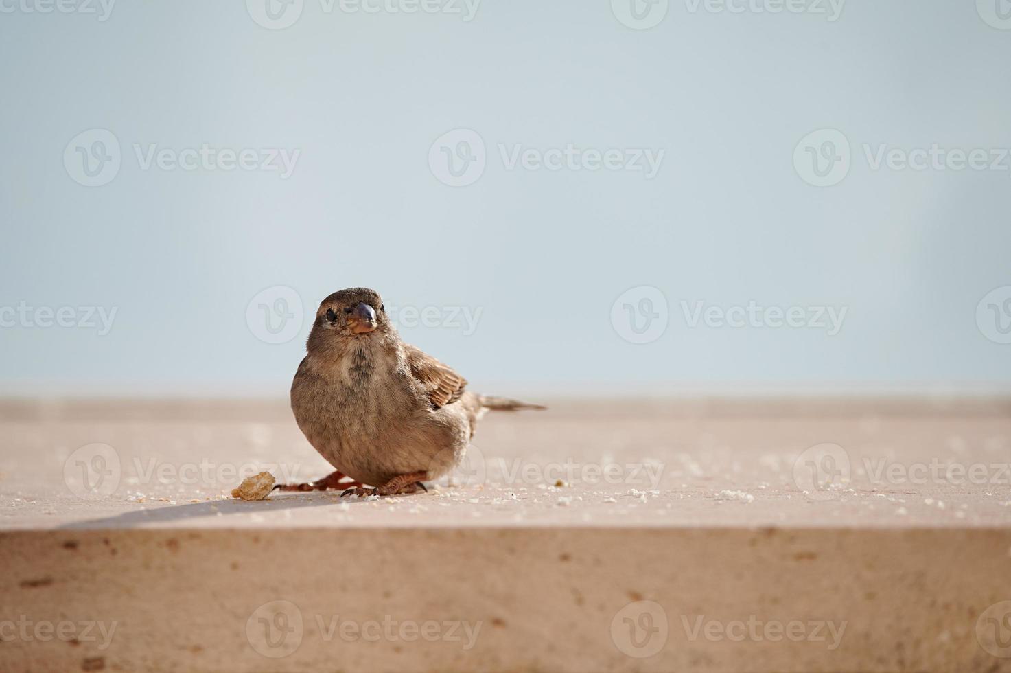 Feeding a female house sparrow bread crusts photo